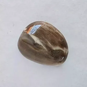 Petrified Wood | Tumbled Stone
